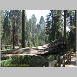 20060824_23Sequoia_008 copia.jpg